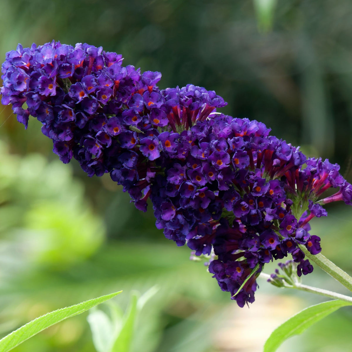 Liliac de Vară Black Knight Mov Închis (Buddleja) - Butaș 5-10 cm