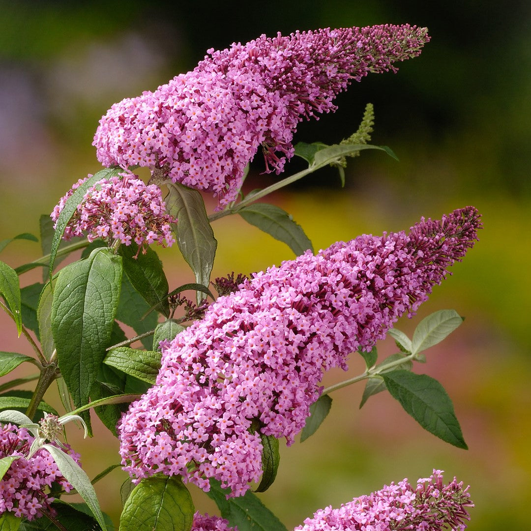 Liliac de Vară Pink Delight Roz (Buddleja) - Butaș 5-10 cm