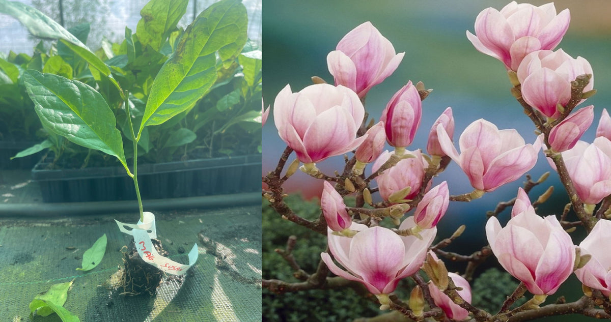 Magnolie Roz Lalea (Magnolia Soulangeana) - Butaș tânăr 5-10 cm