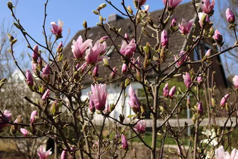 Magnolie George Henry Kern Roz-Liliac - Butaș la ghiveci P9, 20-30 cm