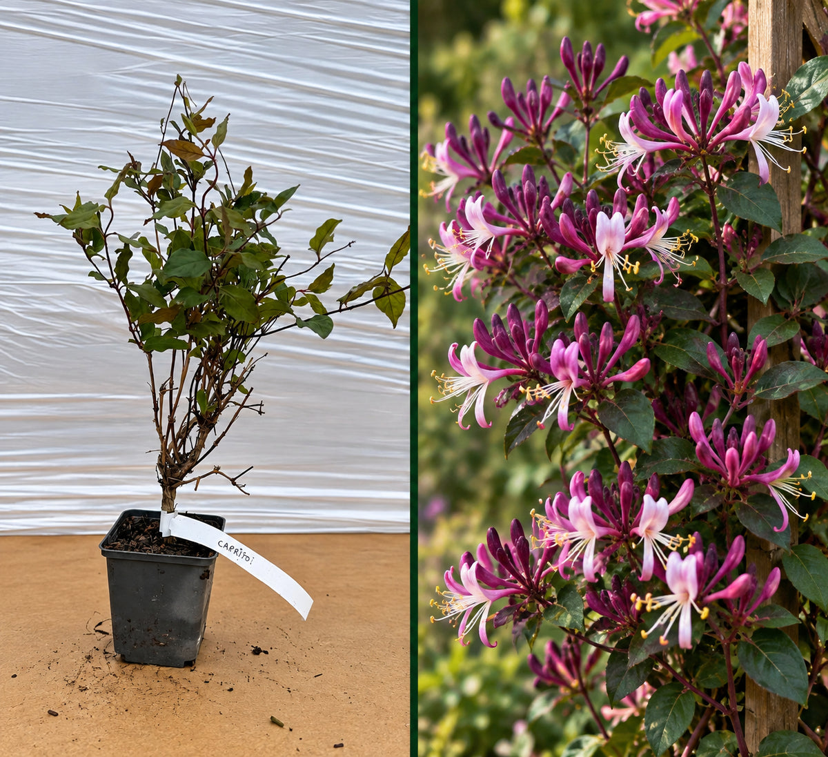 Mâna Maicii Domnului Purpurea (Lonicera Japonica) - Liană ghiveci 20-40 cm