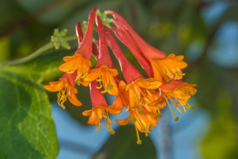 Mâna Maicii Domnului Dropmore Scarlet (Lonicera) - Liană 5-10 cm