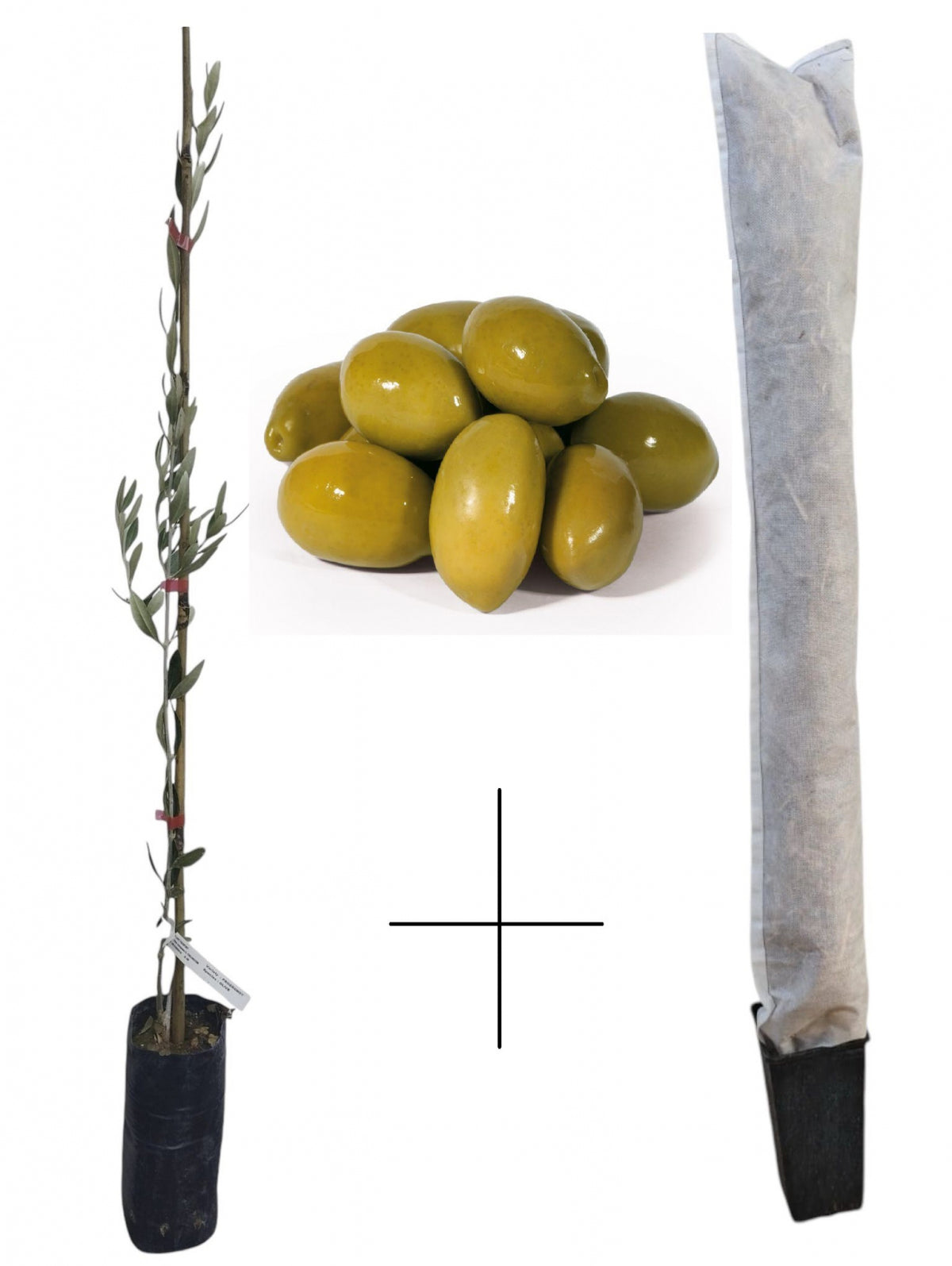 Măslin de Masă Halkidiki - Pom 40-60 cm (+ Husă Protecție Cadou)