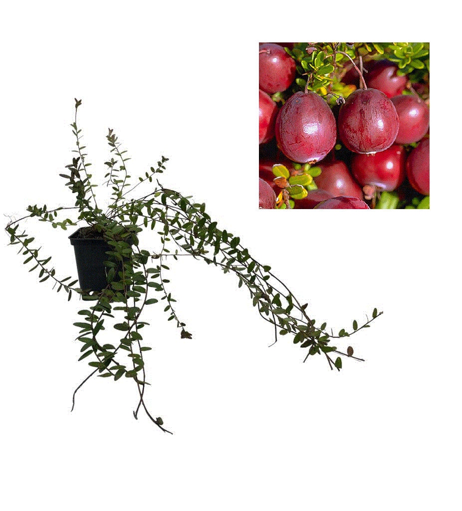 Merișor Pilgrim Red (Vaccinium Macrocarpon) - Butaș 2 ani, 20-30 cm