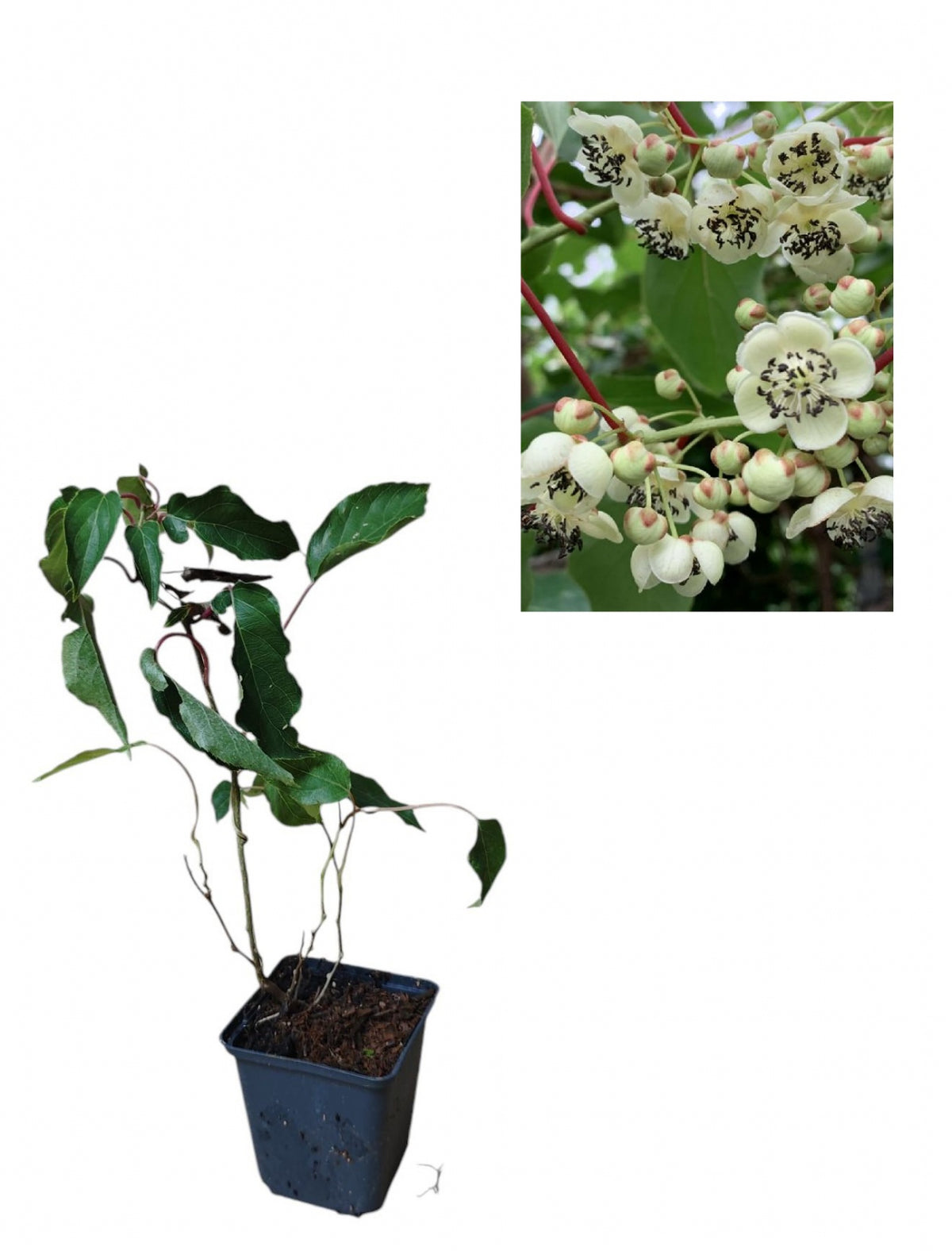 Mini Kiwi Weiki Mascul Polenizator (Actinidia Arguta) - Butaș la ghiveci 20-40cm