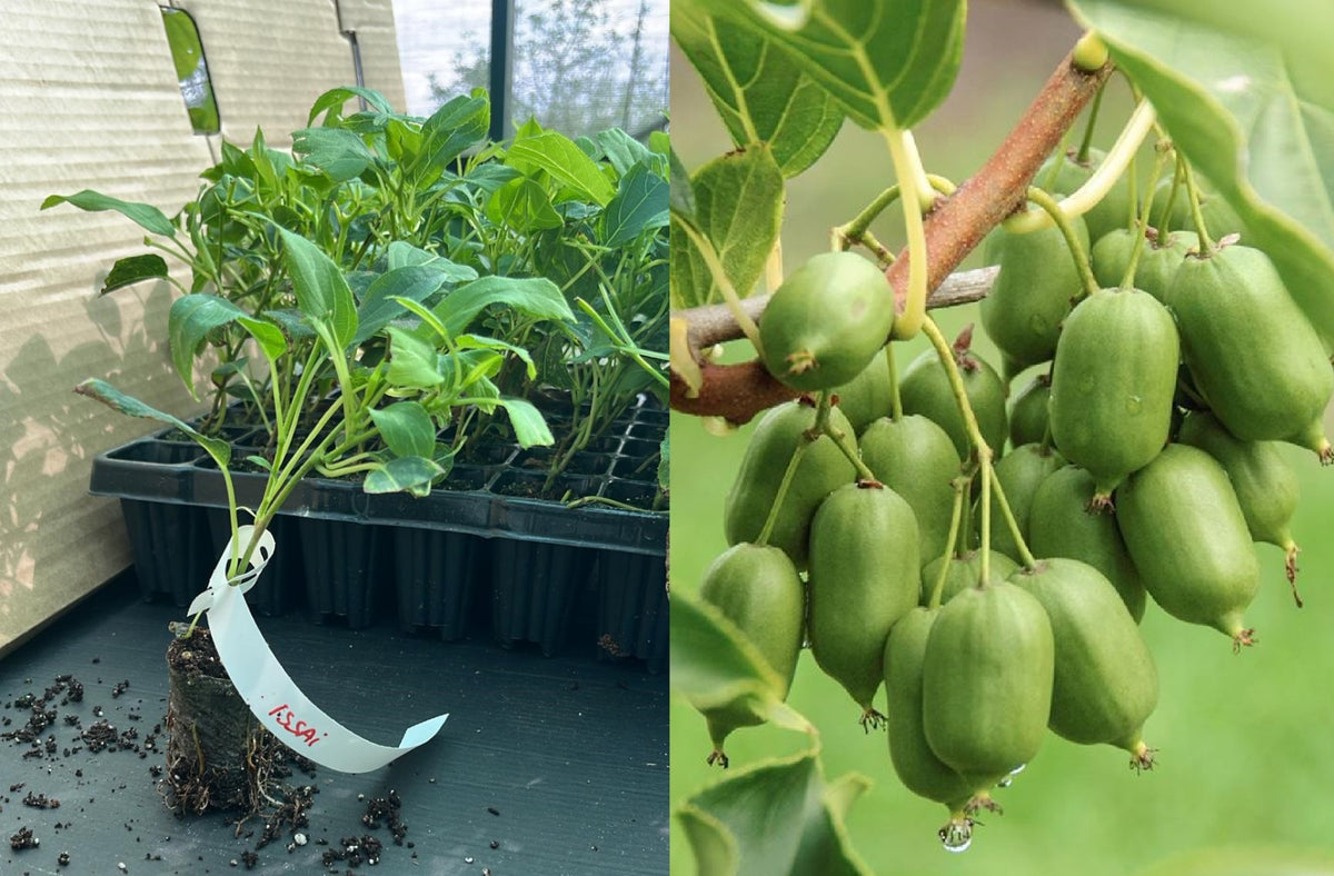 Mini Kiwi ISSAI Autofertil (Actinidia Arguta) - Butaș tânăr 5-10 cm