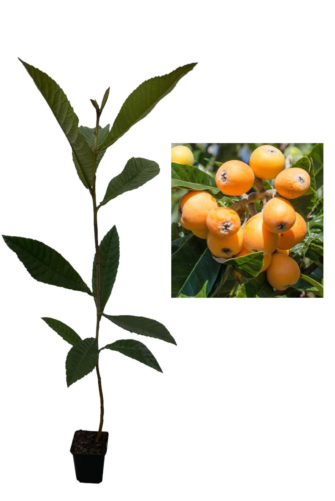 Moșmon Japonez (Eriobotrya Japonica) - Arbore veșnic verde, 80-100 cm