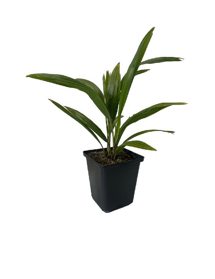 Palmier Morișcă Rezistent la Ger (Trachycarpus Fortunei) - Puiet 20-40 cm