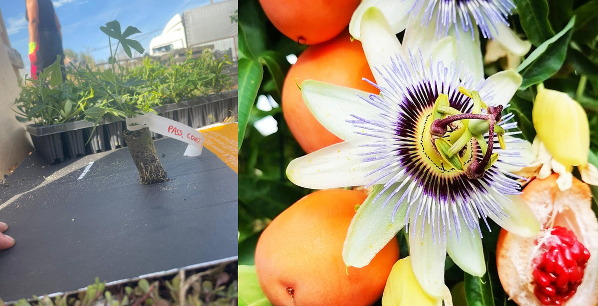 Floarea Pasiunii Albastră (Passiflora Caerulea) - Liană la ghiveci