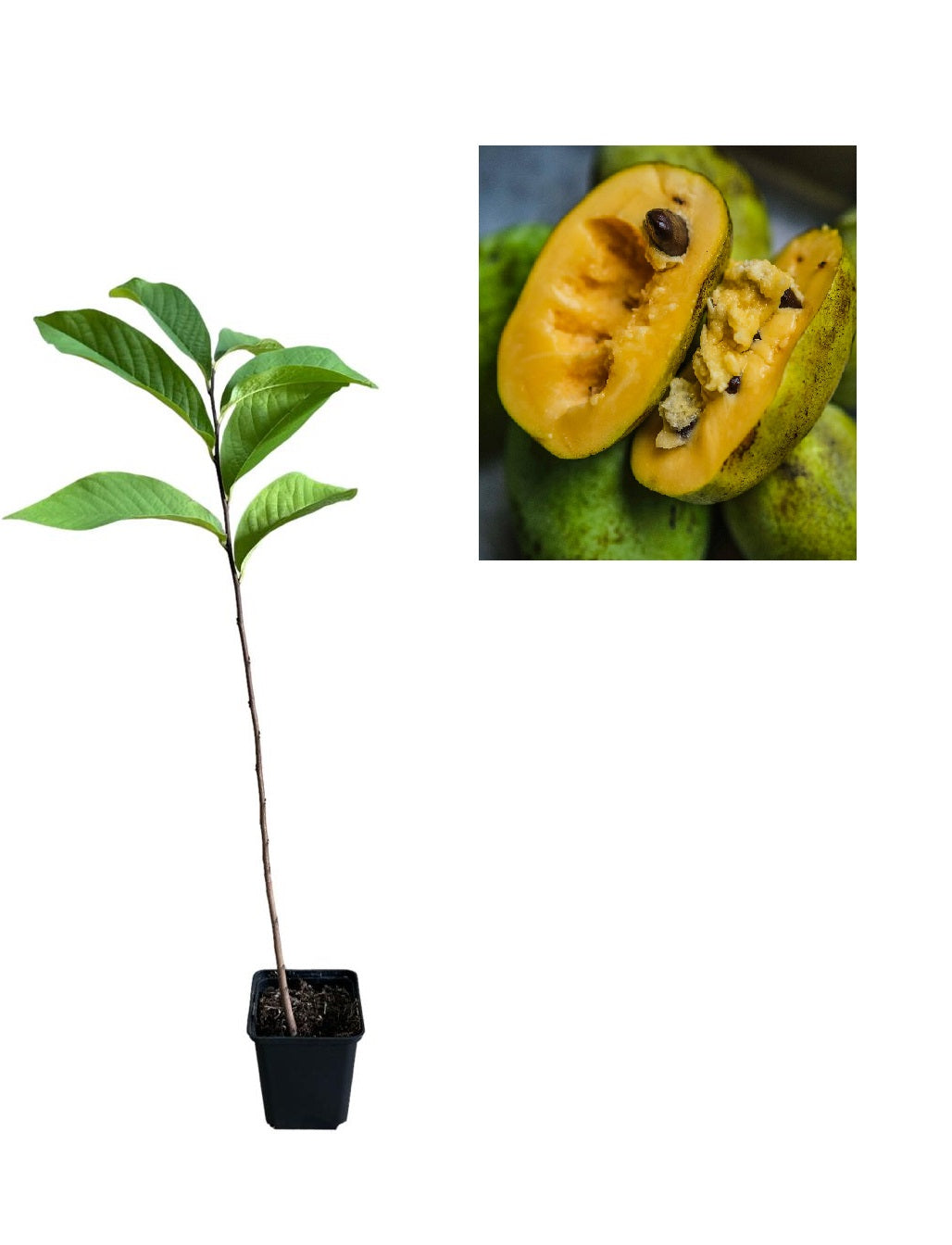 Banana Nordului Paw Paw (Asimina Triloba) - Pom anul 3, 40-60 cm