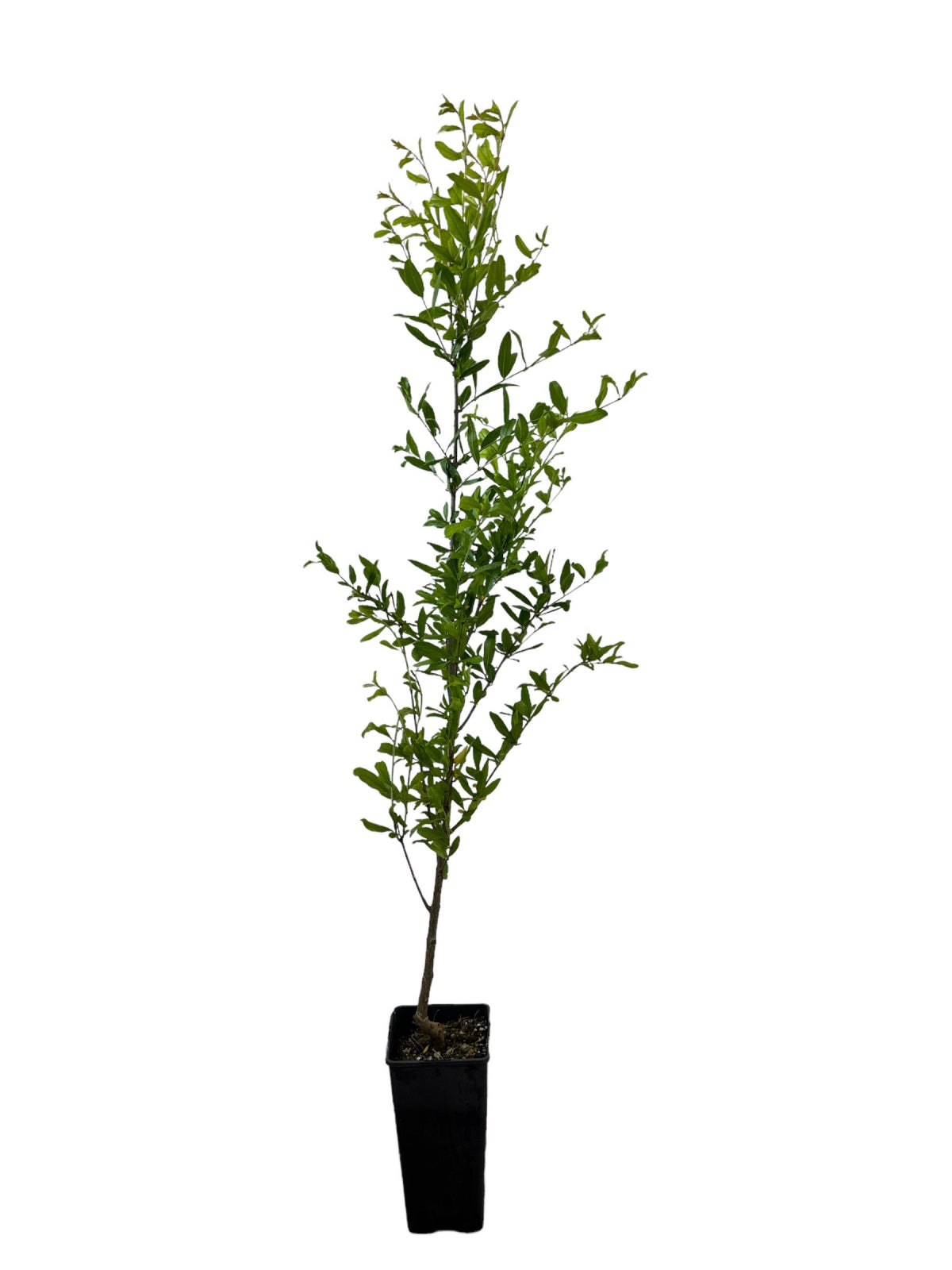 Rodiu Acco (Punica Granatum) - Puiet fructifer aclimatizat, 100-120 cm