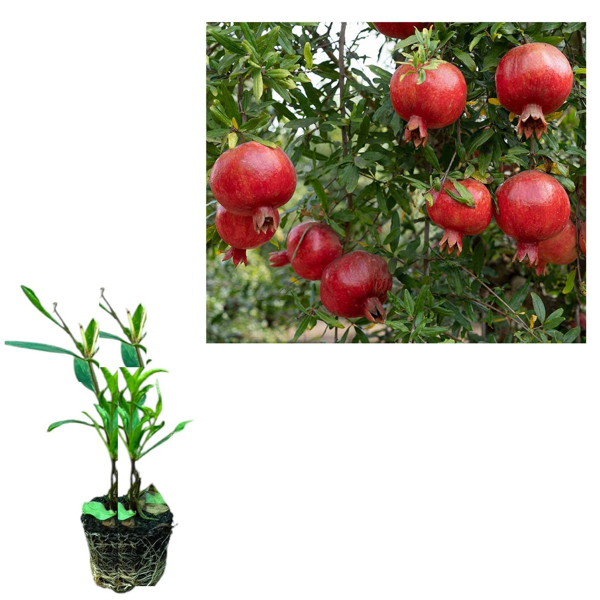 Rodiu Favorit Rezistent la Ger (Punica Granatum) - Puiet 20-40 cm