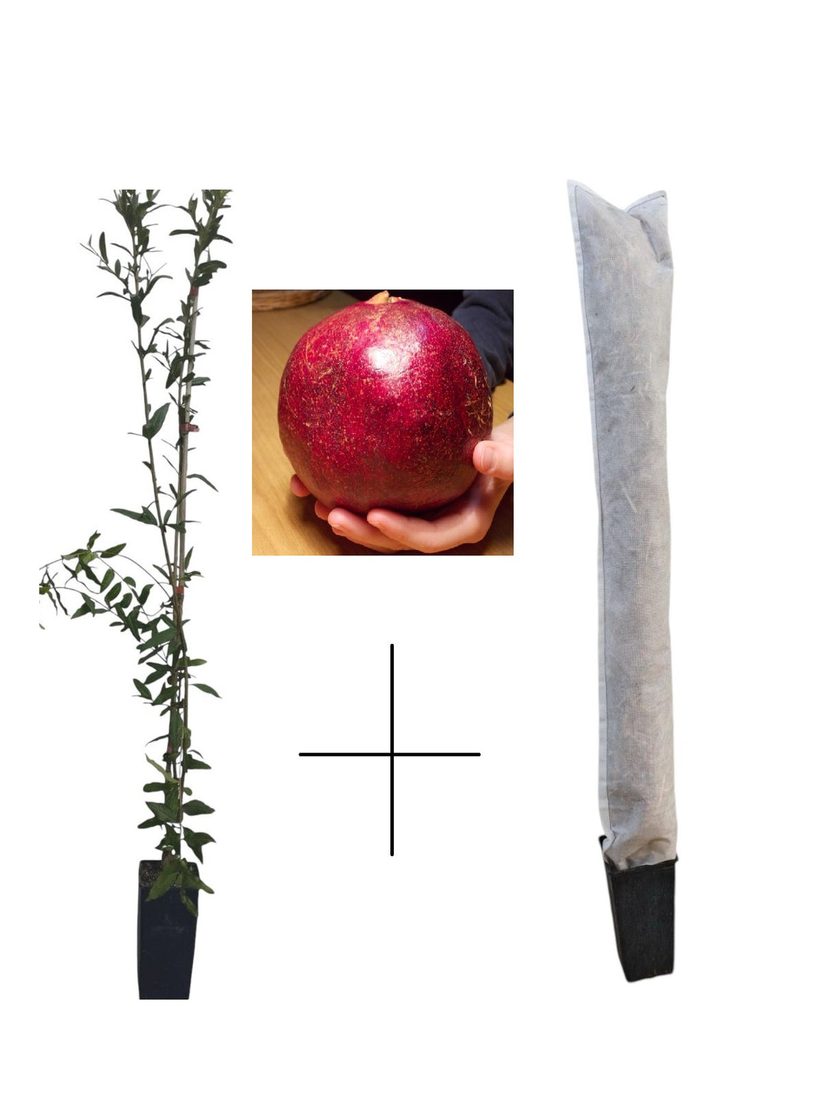Rodiu Wonderful (Punica Granatum) - Puiet 100-120 cm (+ Husă Iarnă Cadou)