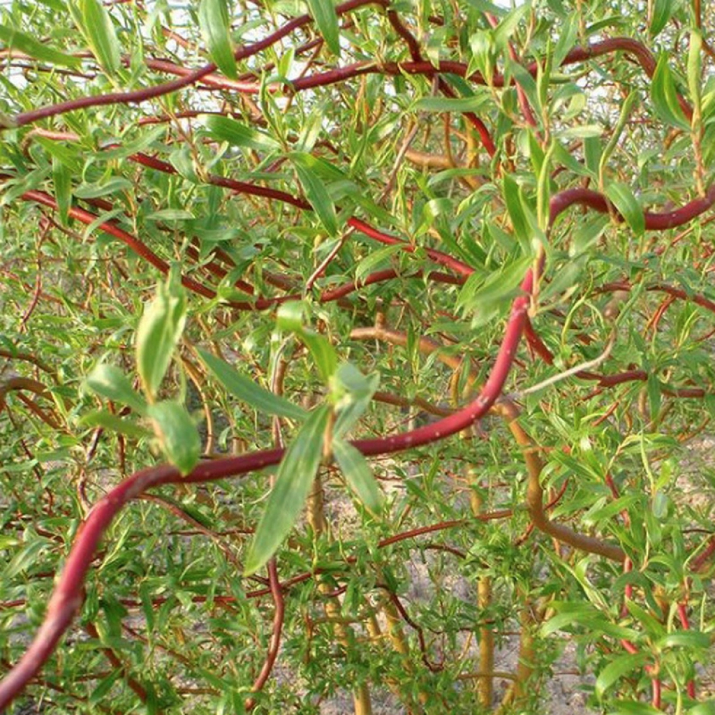 Salcie Plângătoare Caradoc (Salix) - Puiet ornamental la ghiveci