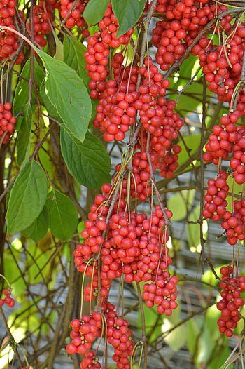 Schisandra Chinensis (Fructul cu 5 Gusturi) - Liană medicinală la ghiveci