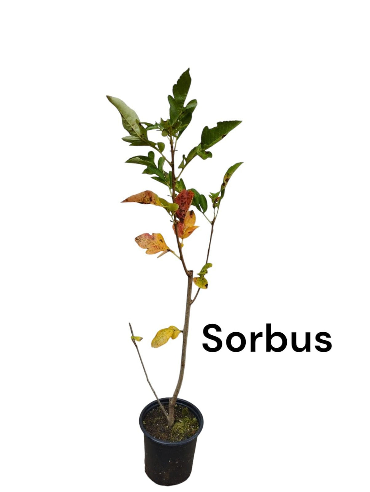 Scoruș de Munte Burka (Sorbus Aucuparia) - Puiet roditor, 30-50 cm