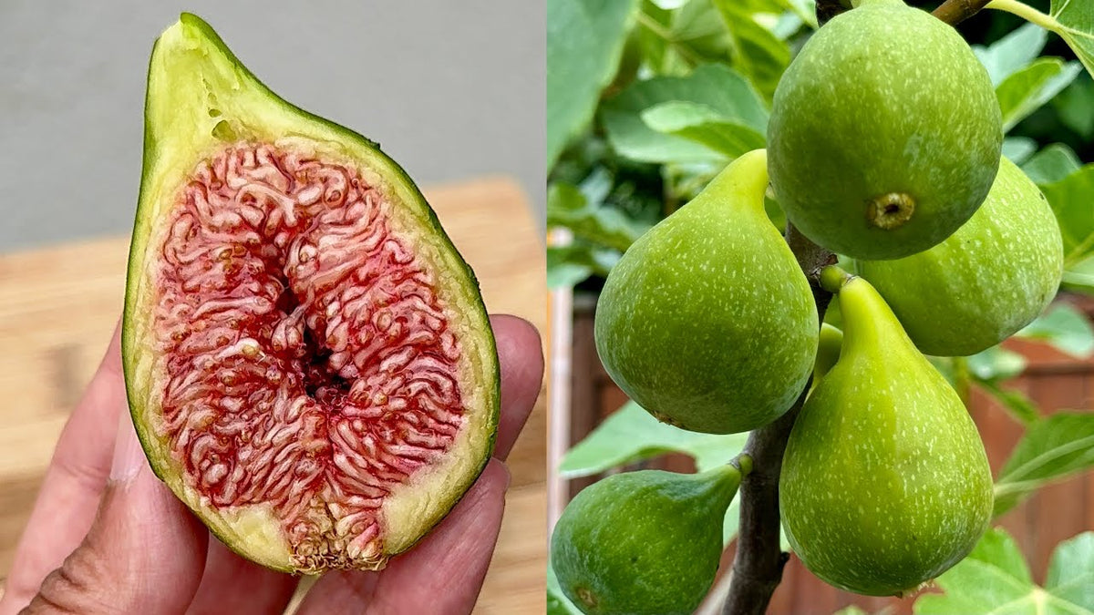 Smochin Desert King Fruct Verde (Ficus Carica) - Puiet 30-50 cm