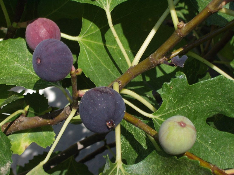 Smochin Nefiach Violet - Butaș aclimatizat la ghiveci, 20-40 cm