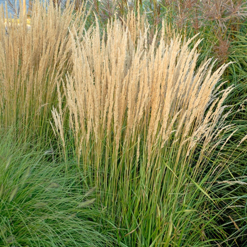 Iarbă Ornamentală Karl Foerster (Calamagrostis) - Tufă la ghiveci