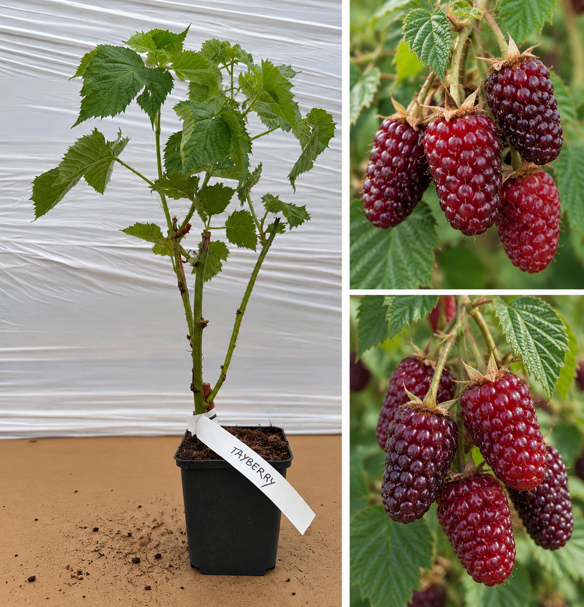 Tayberry Hibrid Zmeură-Mur (Rubus) - Butaș fructifer la ghiveci, 20-30 cm