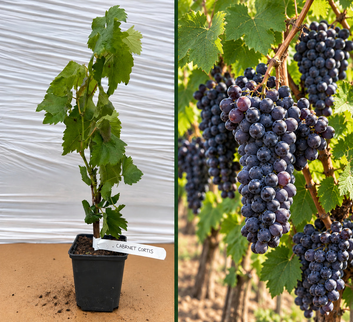Viță de Vie Cabernet Cortis Soi Rezistent (PIWI) - Ghiveci 20-40 cm