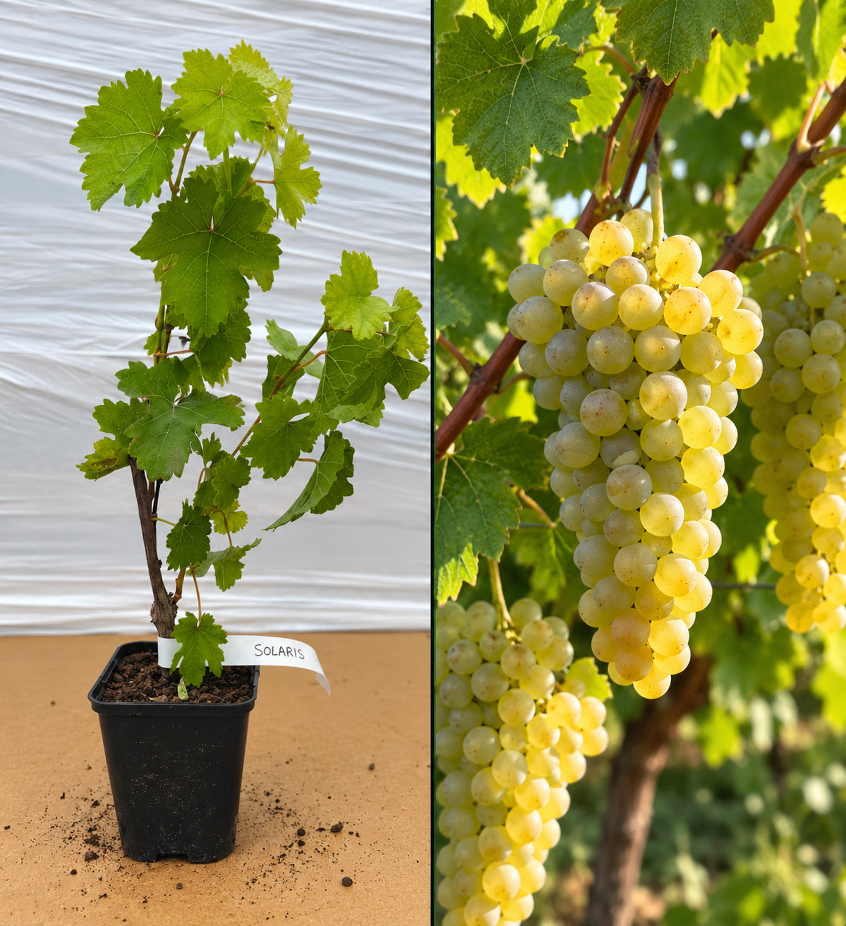 Viță de Vie Albă Solaris Soi Rezistent (PIWI) - Ghiveci 20-40 cm