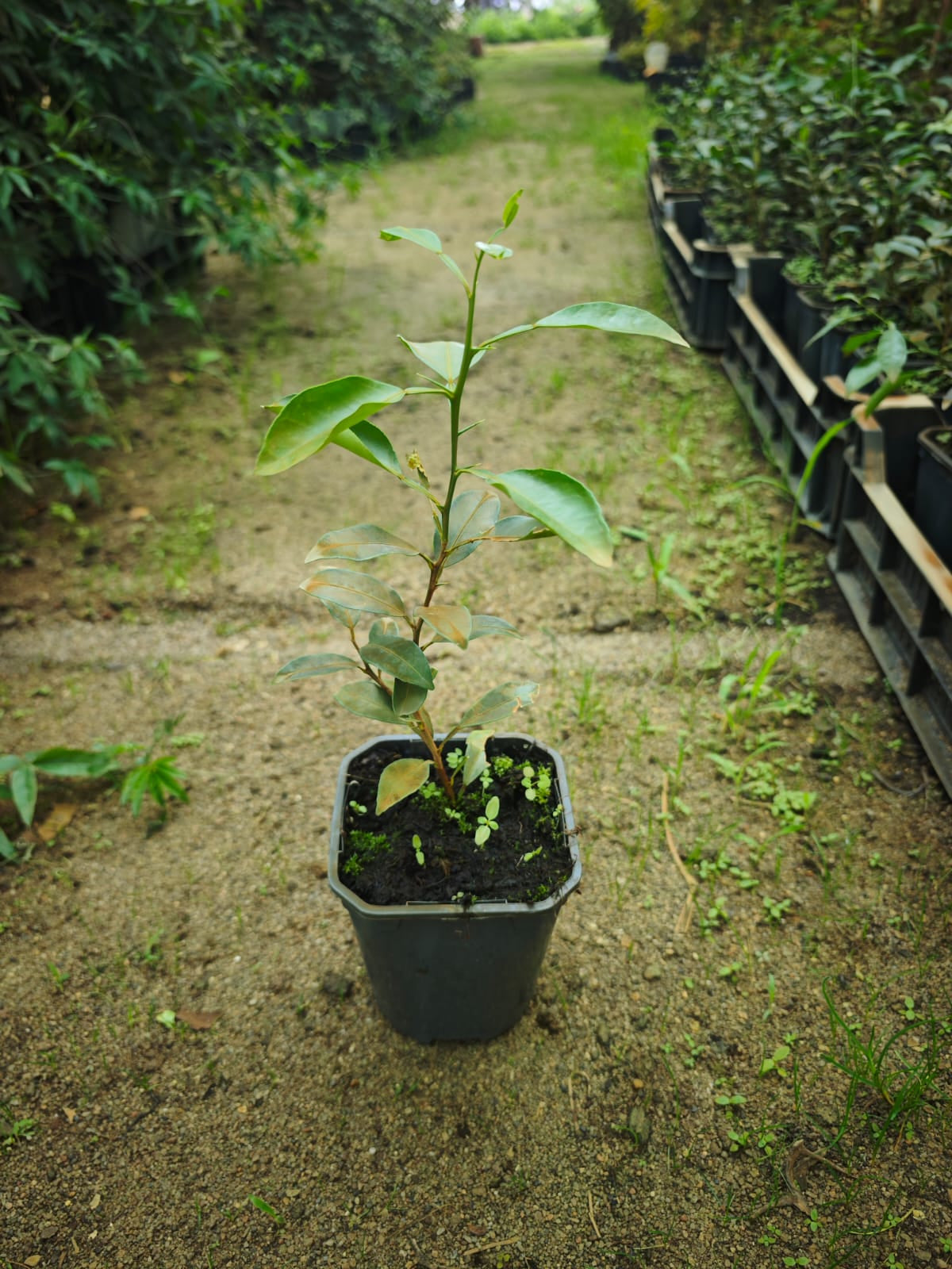 Lămâi Japonez Yuzu Rezistent la Ger (Citrus Junos) - Puiet 10-20 cm
