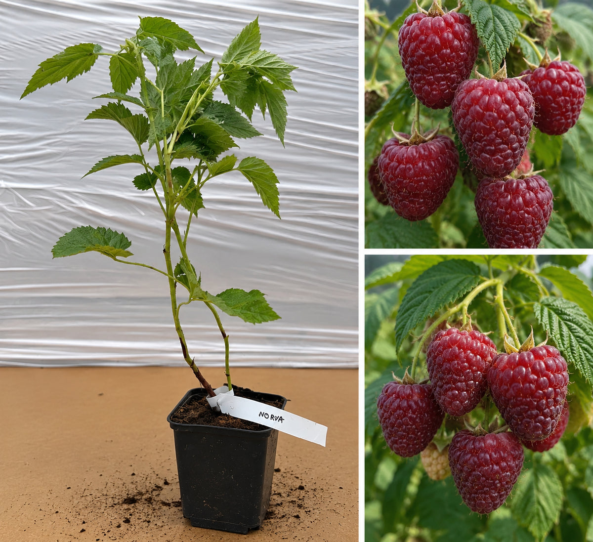 Zmeura Roșie Norna (Rubus Idaeus) - Butaș roditor la ghiveci, 20-40 cm