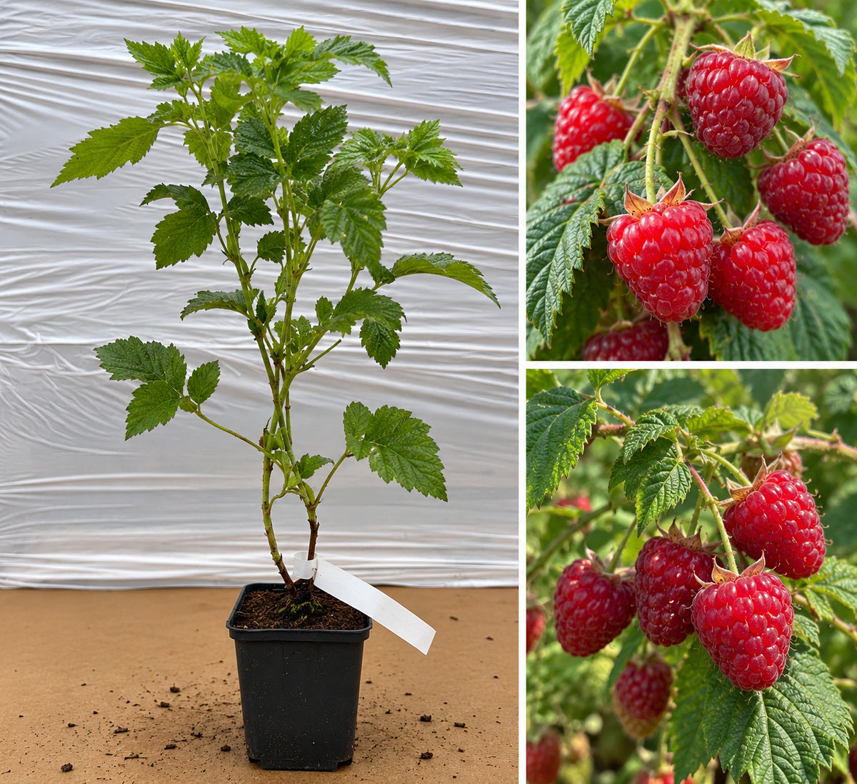 Zmeura Roșie Parfumat Veten (Rubus Idaeus) - Butaș la ghiveci, 20-40 cm